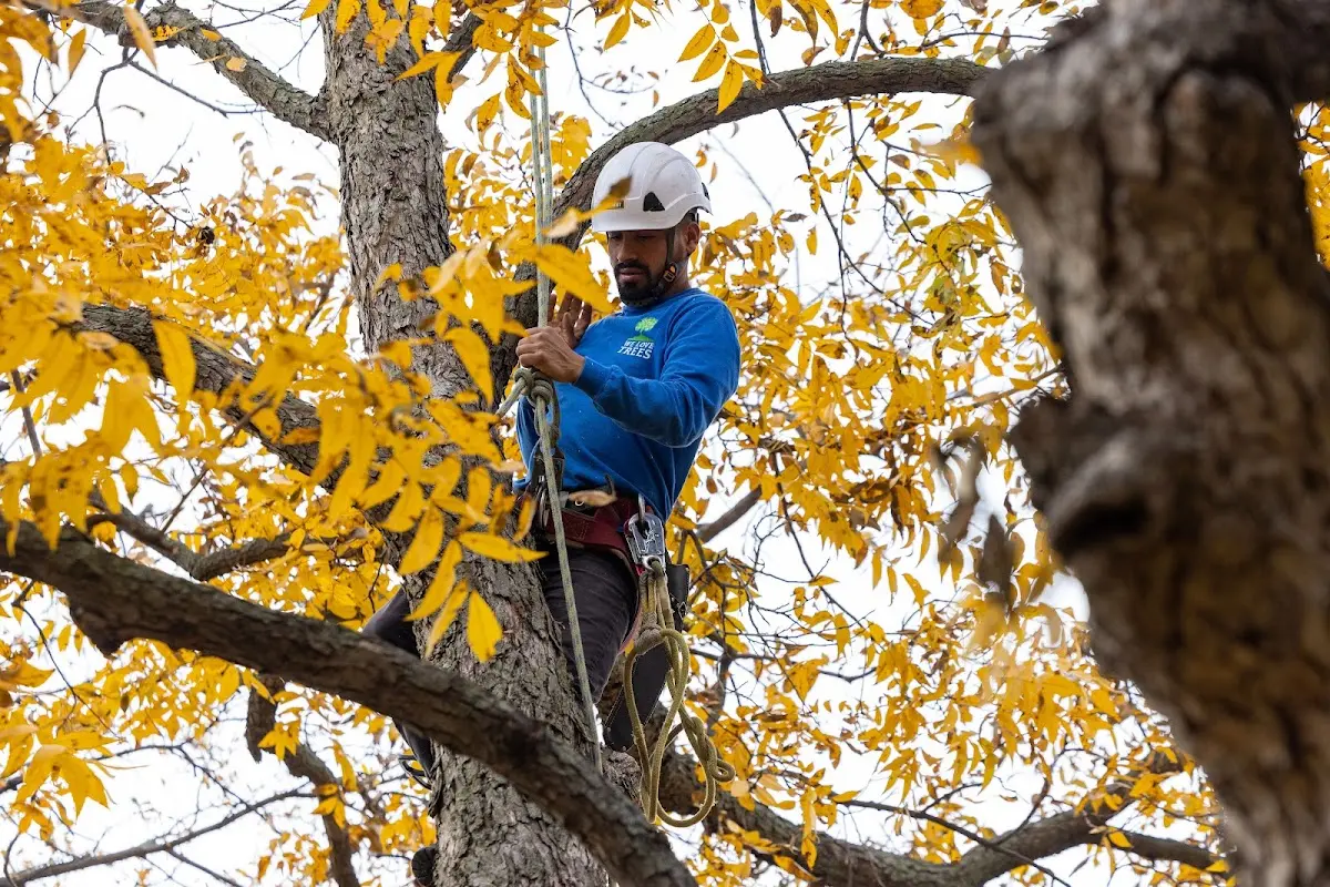 Skilled Tree Planing crew working in Dunnville